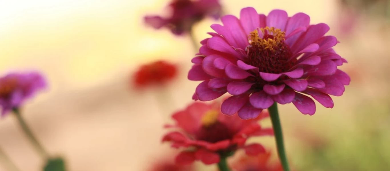 Αν εξαφανιστεί αυτό το έντομο η ανθρωπότητα θα αφανιστεί σε 4 χρόνια (φωτο)